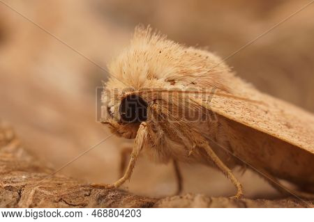 Detailed Closeup On The Mediterranean Clay Owlet Moth, Mythimna Ferrago Sitting On A Piece Of Wood