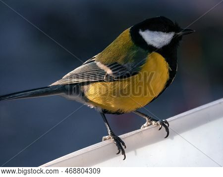 Titmouse Close-up On The Feeder. Bird In Natural Habitat. Bright Feathers. Winter Animals.