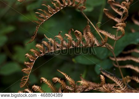 Filicopsida Detail Of Dry Fern Leaf In Autumn Winter Rolled Up Horizontally