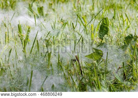 Fluff From A Tree Lies On The Grass. Poplar Fluff On The Grass. Fluff From Trees