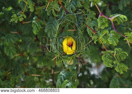 Various Very Beautiful Colorful Birds In Africa
