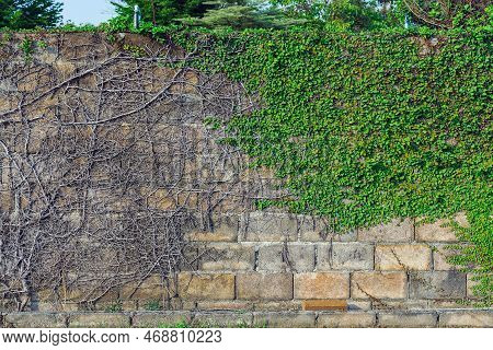 Climbing Fig Or Creeping Fig (ficus Pumila) The Ivy Plants Are Creeping Up On Concrete Wall In Garde