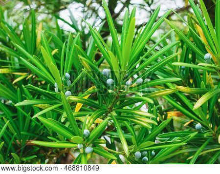 Branches And Fruits Of Podocarpa Macrophylla Close Up