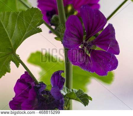 A Purple Flower On A Long Green Stem . A Flower With A Five-part Calyx (five Petals) Bloomed In A Fl