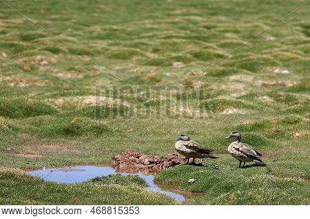 Pair Of Ducks, Puna Argentina. High Quality Photo