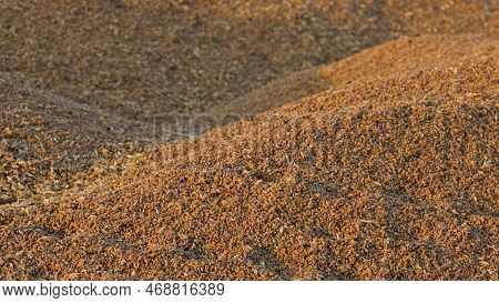Volga Region, Harvest Season. A Mountain Of Wheat On The Site Of The Threshing Floor.