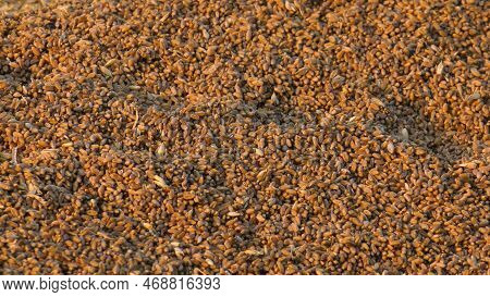 Volga Region, Harvest Season. A Mountain Of Wheat On The Site Of The Threshing Floor.