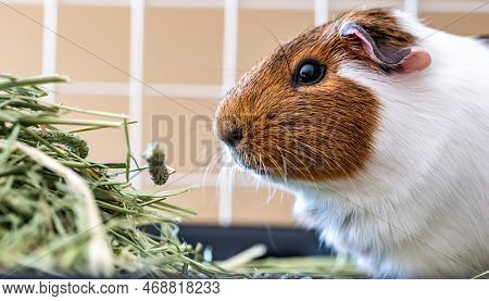 American Cavy Guinea Pig Eating Hay In A Cage.