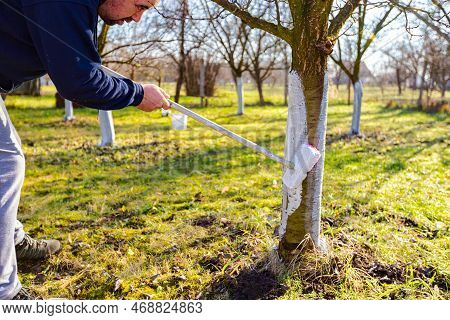 Farmer Use Brush, Whitewashing Fruit Trunk As Method Of Heat Protection Of Sun, Slows Down Vegetatio