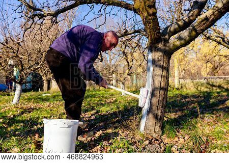Farmer Use Brush, Whitewashing Fruit Trunk As Method Of Heat Protection Of Sun, Slows Down Vegetatio