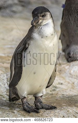 A Penguin In A Zoo, Walking Around In His Outdoor Enclosure At A Sunny Day In Summer.