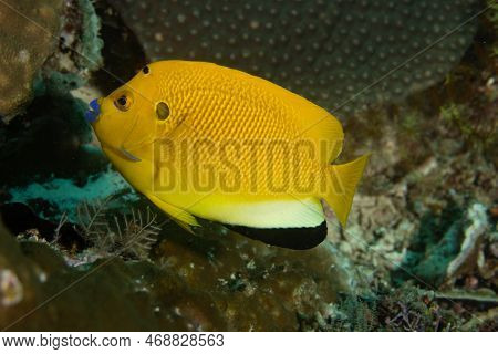 Threespot Angelfish (apolemichthys Trimaculatus) On A Coral Reef In Raja Ampat, Indonesia.