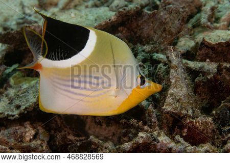 Saddle Butterflyfish (chaetodon Ephippium) On A Coral Reef In Raja Ampat, Indonesia.