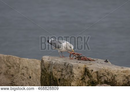 The American Herring Gull Or Smithsonian Gull (larus Smithsonianus Or Larus Argentatus Smithsonianus