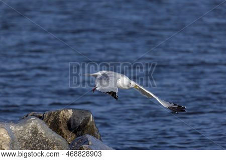 The American Herring Gull Or Smithsonian Gull (larus Smithsonianus Or Larus Argentatus Smithsonianus