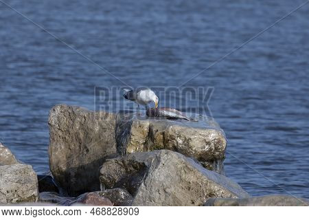 The American Herring Gull Or Smithsonian Gull (larus Smithsonianus Or Larus Argentatus Smithsonianus