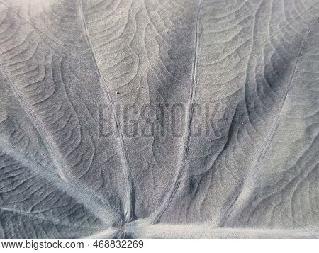 Black, White, Green, Variagated Pattern On The Alocasia Or Colocasia Leaf, Beautiful Background Imag