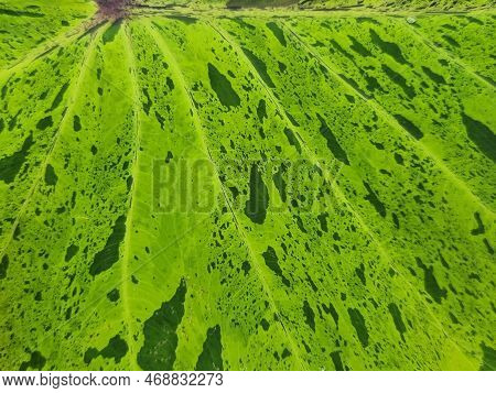 Black, White, Green, Variagated Pattern On The Alocasia Or Colocasia Leaf, Beautiful Background Imag