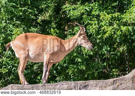Mountain Goat Or East Caucasian Tur, Female, Latin Name Carpa Cylindricornis. It Is Critically Endan