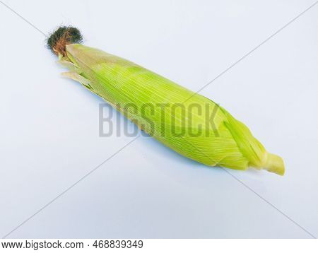 Single Maize Cobs Unpeeled Sweet Corn On The Cob Yellow Whole Organic Fresh Sweetcorns Zea Mays Makk