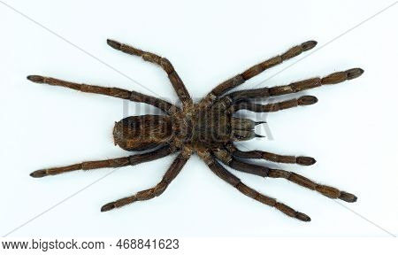 Giant Black Spider Tarantula Isolated On White. Erypelma Spinius Macro Close Up, Arachnidae, Collect