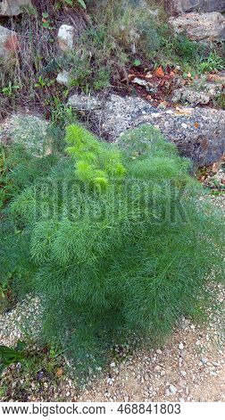 Plant With Fluffy Green Fragrant Leaves Ferula Communis Close Up. Plants In The Mountains Of Spain
