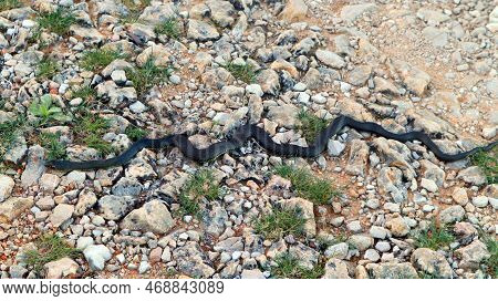 Big Black Snake On Road In Mountains Closeup, Reptiles Of Spain, Alicante