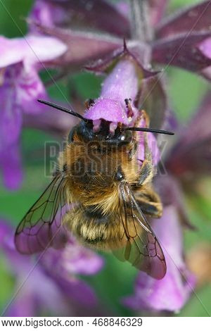 Natural Closeup On A Male Fork-tailed Flower Bee, Anthophora Furcata Hanging On A Purple Flower Of H