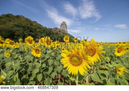 Thailand Lopburi Sunflower Field
