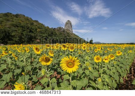 Thailand Lopburi Sunflower Field