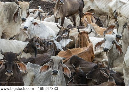 Thailand Lopburi Agriculture Cattle Farm