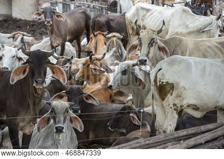 Thailand Lopburi Agriculture Cattle Farm