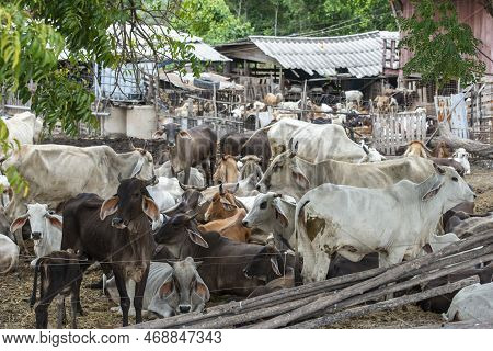 Thailand Lopburi Agriculture Cattle Farm