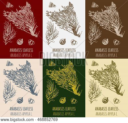 Set Of Drawings Anabasis Leafless In Different Colors. Hand Drawn Illustration. Latin Name Anabasis 