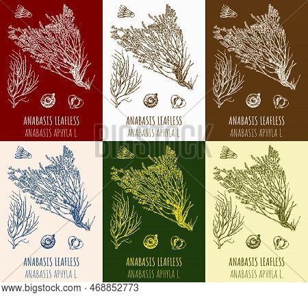 Set Of Vector Drawings Anabasis Leafless In Different Colors. Hand Drawn Illustration. Latin Name An