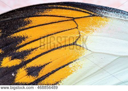 Close Up View Of The Yellow Batterfly