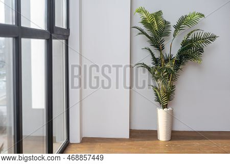 Chamaedorea Elegans, The Neanthe Bella Palm Or Parlour Palm, Is A Species Of Small Palm Tree Growing