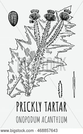 Vector Drawings Of Burdock Onopordum Acanthium. Pharmaceutical Wild Plant Prickly Tartar Hand Drawn.