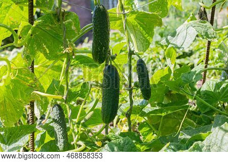 The Bed Of Cucumbers In The Open Air. Cucumbers In A Garden