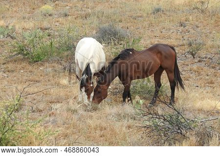 Wild Horses Roaming The Sonoran Desert Off Highway 188 In The Tonto National Forest, Arizona.