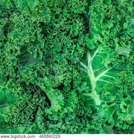 Kale Leaf Salad Vegetable As A Background. Texture Of Cole Salad  Closeup.