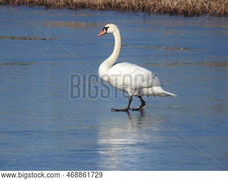 A Beautiful Mute Swan Walking Across A Frozen Pond, At The Edwin B. Forsythe National Wildlife Refug