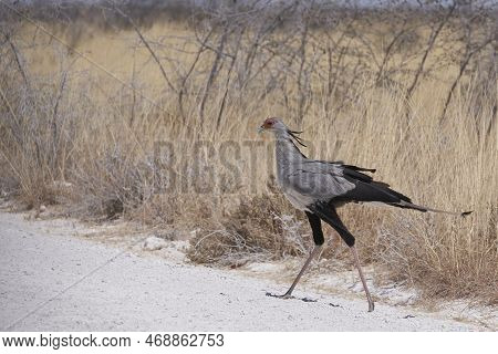 Secretarybird (sagittarius Serpentarius) Walking Across A Gravel Track In Etosha National Park, Nami