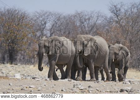 African Elephant (loxodonta Africana) Approaching A Waterhole In Etosha National Park, Namibia