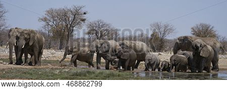Group Of African Elephant (loxodonta Africana) At A Waterhole In Etosha National Park, Namibia