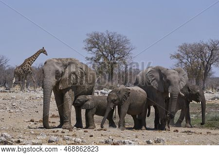 Group Of African Elephant (loxodonta Africana) At A Waterhole In Etosha National Park, Namibia