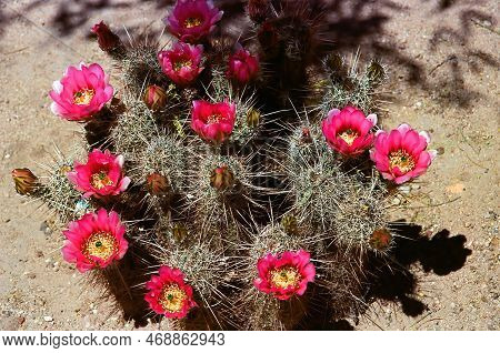 Flowering Hedge Hog Cactus In The Spring Arizona Desert