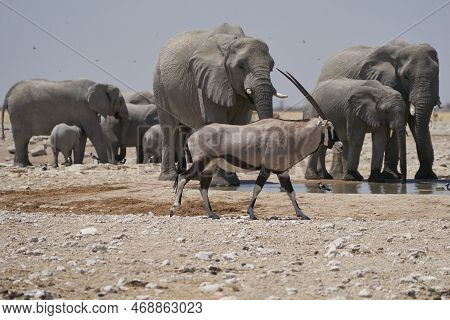 Gemsbok (oryx Gazella) At A Waterhole Crowded With Elephant And Other Animals In Etosha National Par