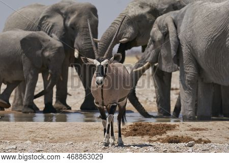 Gemsbok (oryx Gazella) At A Waterhole Crowded With Elephant And Other Animals In Etosha National Par