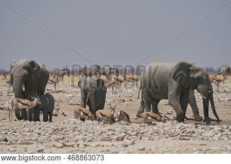 African Elephant (loxodonta Africana) Drinking At A Waterhole In Etosha National Park, Namibia